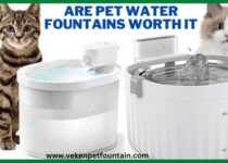 Are Pet Water Fountains Worth it