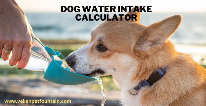 Dog Water Intake Calculator