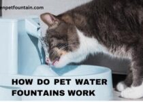 How Do Pet Water Fountains Work